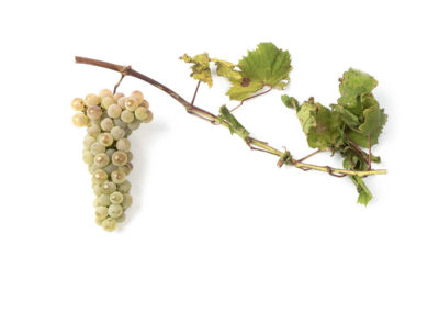 Chenin blanc