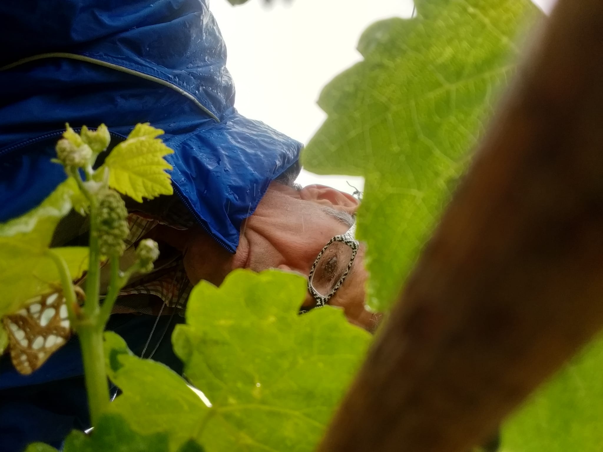 VIGNERON ET PAPILLON